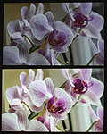 Testovací fotografie - květiny (projekce).